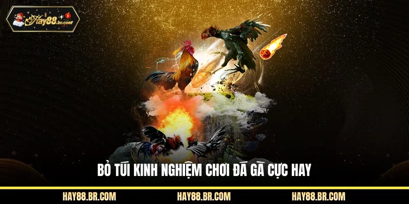 Bỏ túi kinh nghiệm chơi đá gà cực hay