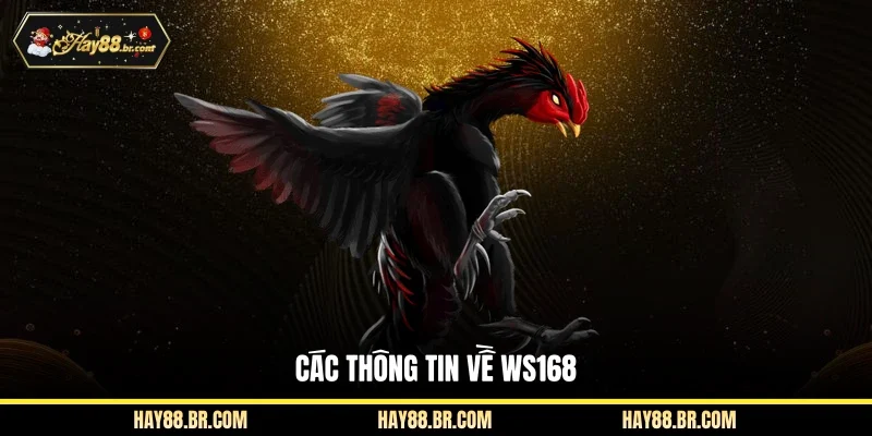 Các thông tin về WS168