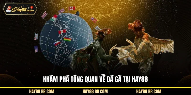 Khám phá tổng quan về đá gà tại HAY88