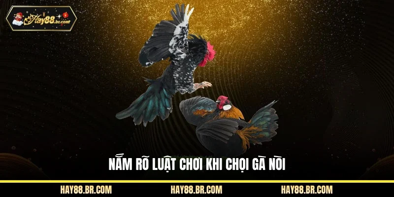 Nắm rõ luật chơi khi chọi gà nòi