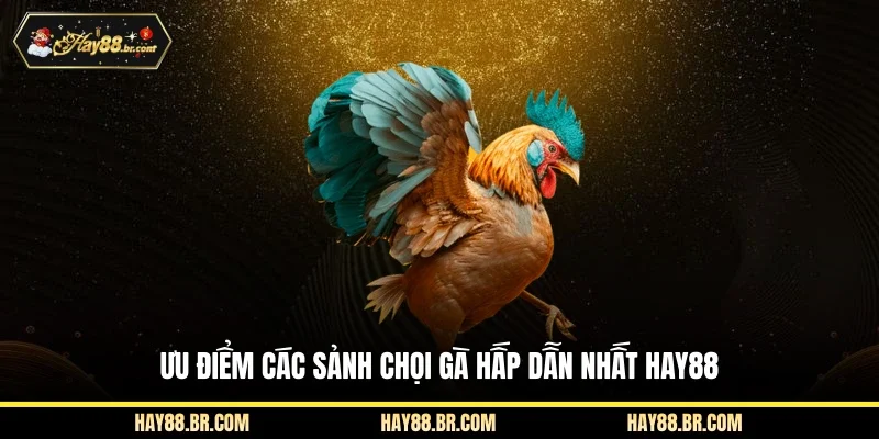 Ưu điểm các sảnh chọi gà hấp dẫn nhất HAY88
